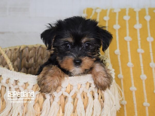 Yorkshire Terrier DOG Female Black and Tan 4001 Petland Independence, Missouri