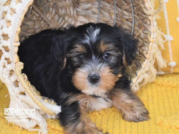 Yorkshire Terrier-DOG-Male-Black and Tan-4000-Petland Independence & Lee's Summit, MO