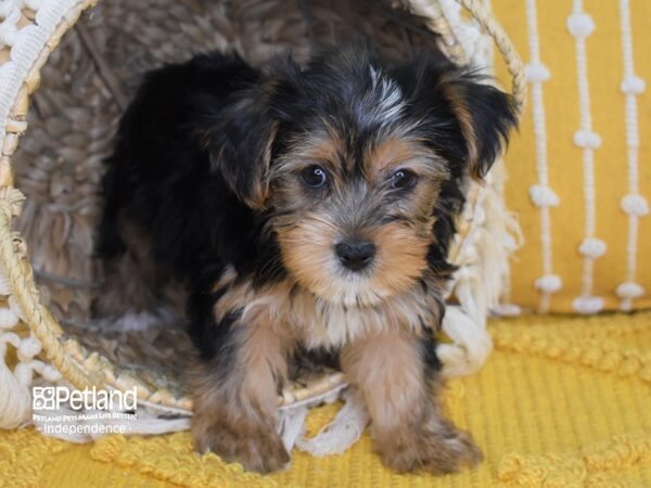 Yorkshire Terrier DOG Male Black and Tan 3999 Petland Independence, Missouri
