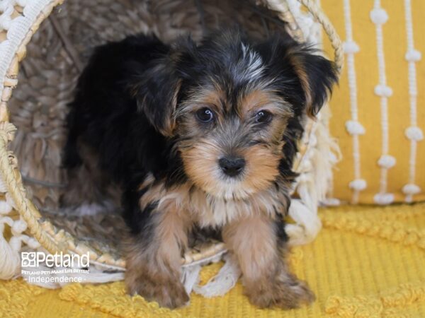 Yorkshire Terrier-DOG-Male-Black and Tan-3999-Petland Independence & Lee's Summit, MO