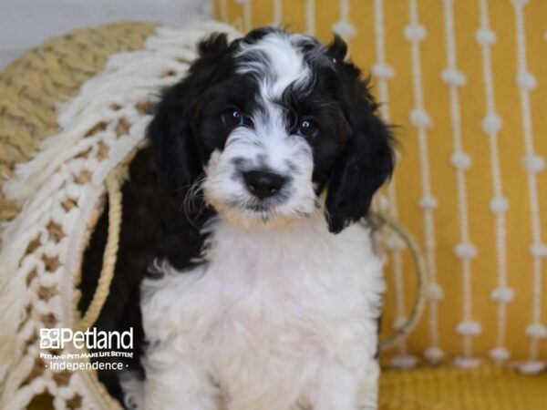 Cockapoo-DOG-Male-Chocolate and White-4009-Petland Independence, Missouri