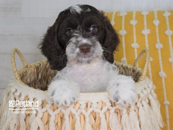 Cockapoo DOG Female Chocolate and White 4010 Petland Independence, Missouri