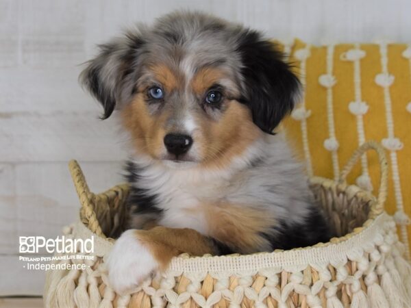 Miniature Australian Shepherd DOG Male Merle 3977 Petland Independence, Missouri