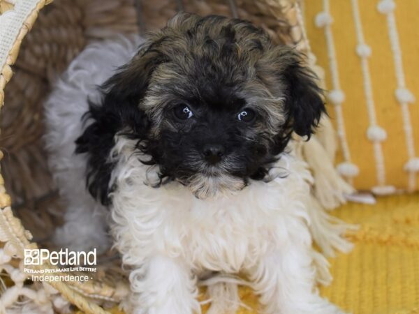 Havapoo DOG Female Sable & White 4030 Petland Independence, Missouri