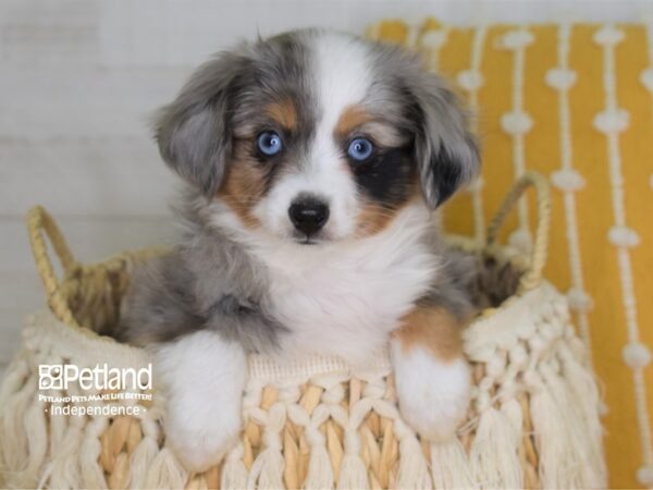 Miniature Australian Shepherd DOG Male Blue Merle 4027 Petland Independence, Missouri