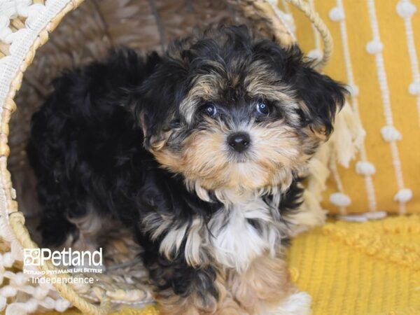 Yo-Chon-DOG-Male-Black and Tan-4018-Petland Independence & Lee's Summit, MO