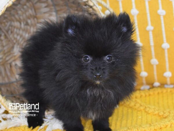 Pomeranian DOG Male Black 4017 Petland Independence, Missouri