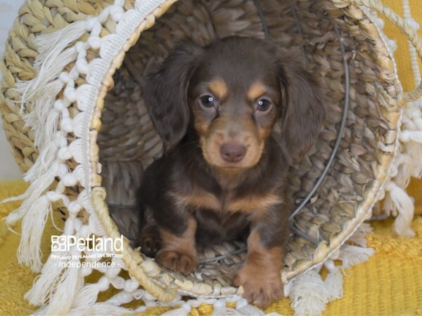 Dachshund DOG Female Chocolate and Tan 4016 Petland Independence, Missouri