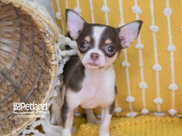 Chihuahua DOG Female Chocolate 4015 Petland Independence, Missouri