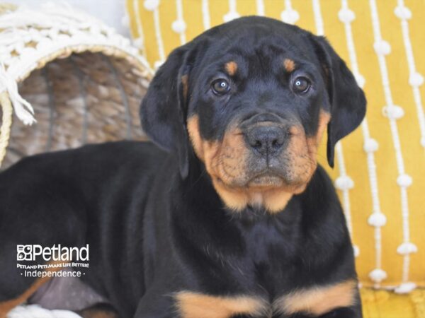 Rottweiler DOG Female Black and Mahogany 4012 Petland Independence, Missouri