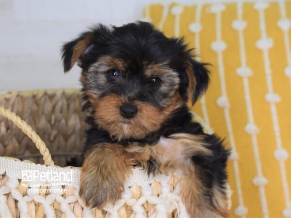 Yorkshire Terrier-DOG-Female-Black and Tan-4029-Petland Independence, Missouri