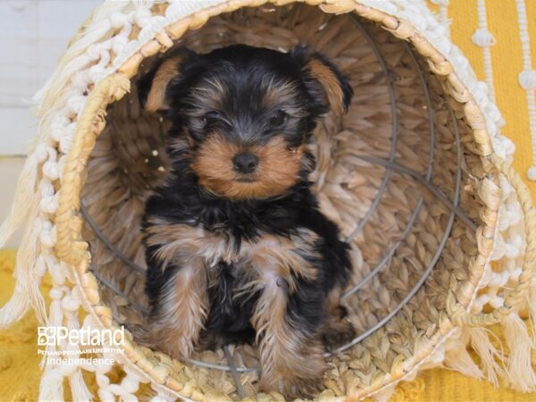 Yorkshire Terrier DOG Male Black and Tan 4028 Petland Independence, Missouri