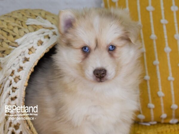 Pomsky DOG Male Cream 4020 Petland Independence, Missouri