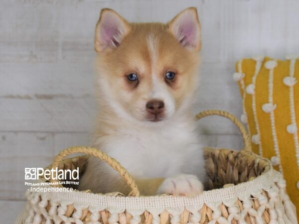 Pomsky DOG Female Sand - Blue Eyes 4023 Petland Independence, Missouri