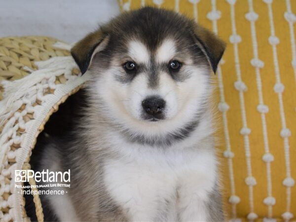 Pomsky-DOG-Male--4019-Petland Independence, Missouri