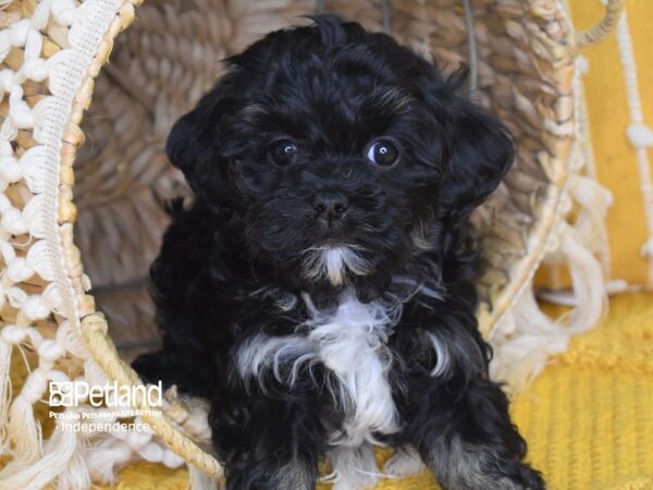 Havapoo-DOG-Male-Black-4032-Petland Independence, Missouri