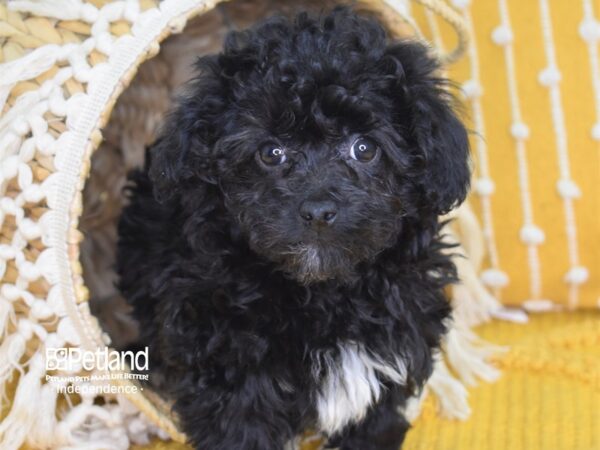 Havapoo-DOG-Male-Black-4031-Petland Independence, Missouri