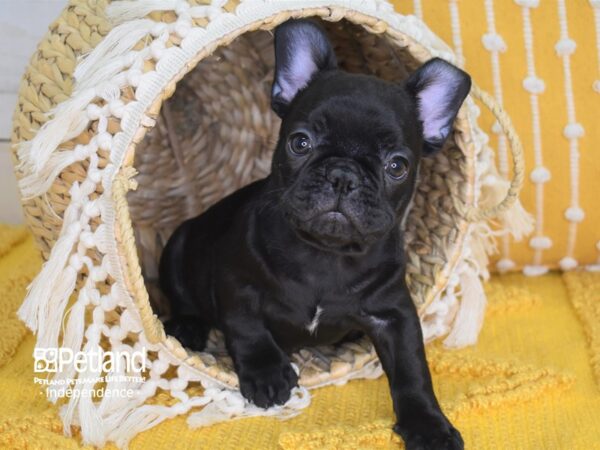 French Bulldog-DOG-Male-Black Brindle-4041-Petland Independence & Lee's Summit, MO