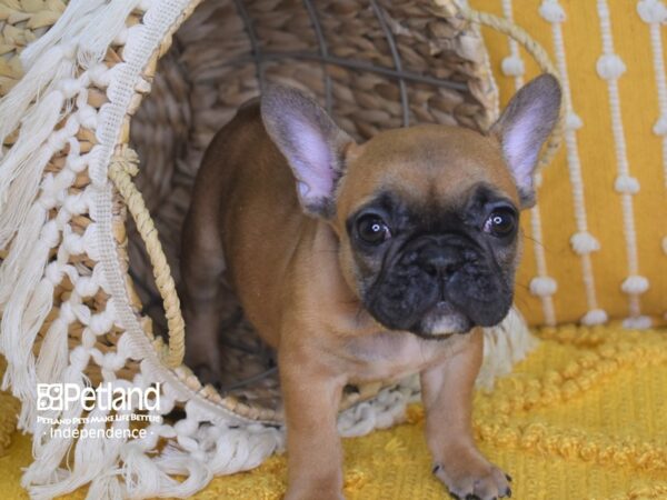 French Bulldog-DOG-Female-Fawn-4040-Petland Independence & Lee's Summit, MO
