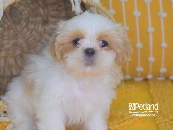 Shih Tzu-DOG-Female-Gold and White-4039-Petland Independence & Lee's Summit, MO