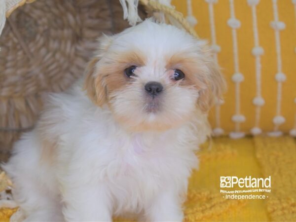 Shih Tzu-DOG-Female-Gold and White-4039-Petland Independence, Missouri