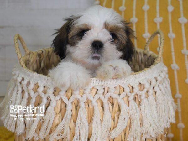 Shih Tzu-DOG-Female-Gold and White-4038-Petland Independence, Missouri