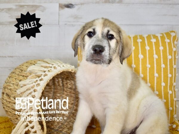 Great Pyrenees/Anatolian DOG Male White 3961 Petland Independence, Missouri