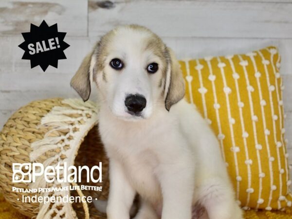 Great Pyrenees/Anatolian DOG Male White 3963 Petland Independence, Missouri