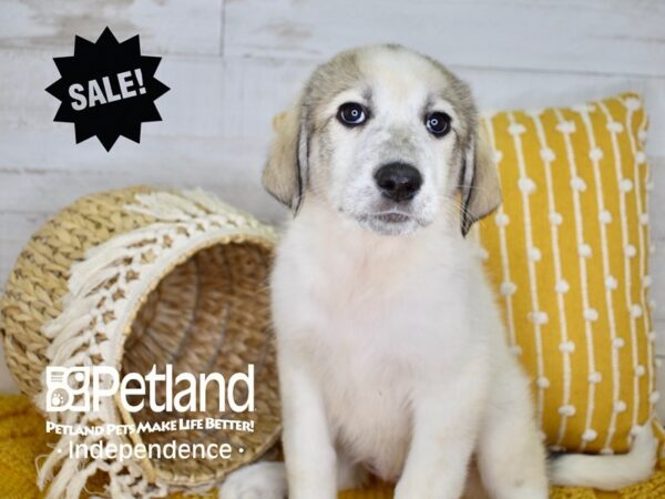 Great Pyrenees/Anatolian DOG Female White 3964 Petland Independence, Missouri