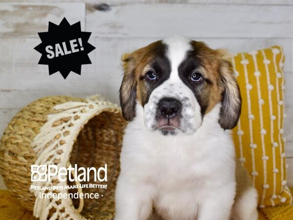 Saint Bernard-DOG-Female--3933-Petland Independence, Missouri