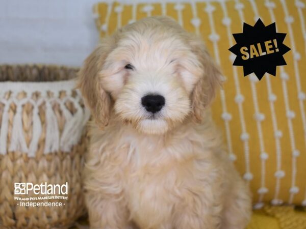 Miniature Goldendoodle-DOG-Male-Golden-3928-Petland Independence, Missouri