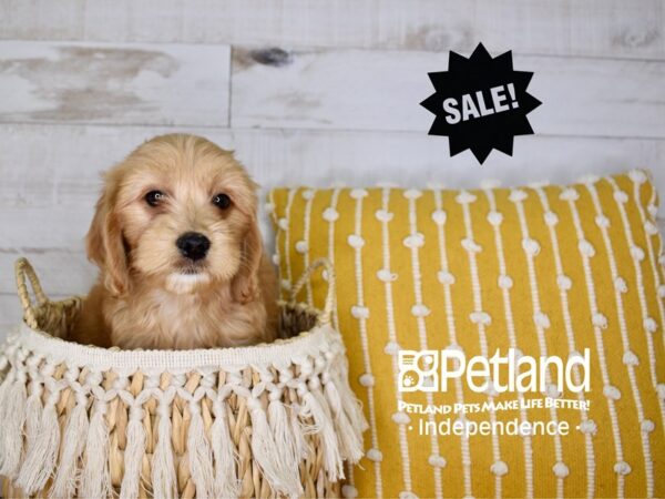 Miniature Goldendoodle-DOG-Female-Dark Golden-3929-Petland Independence, Missouri