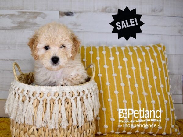 Bichon Poo DOG Female Apricot 3930 Petland Independence, Missouri