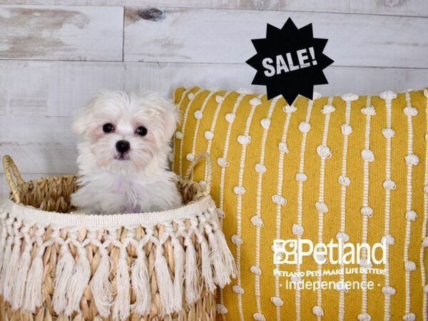 Maltese DOG Female White 3920 Petland Independence, Missouri