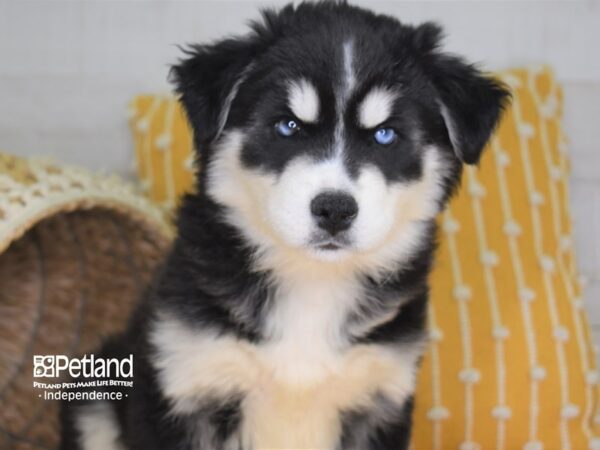 Siberian Husky DOG Male Black and White 4013 Petland Independence, Missouri