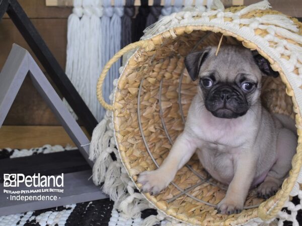 Pug-DOG-Male-Fawn-4056-Petland Independence, Missouri