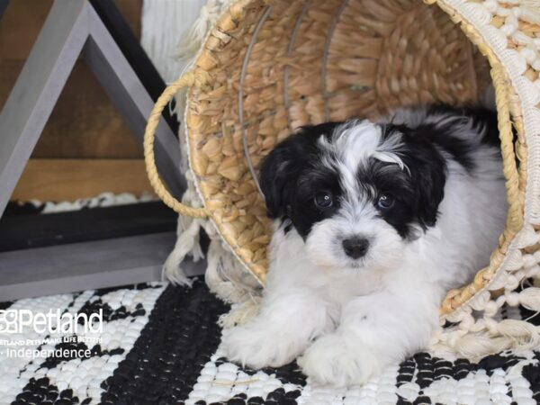 Malti-Poo DOG Male Black and White 4055 Petland Independence, Missouri