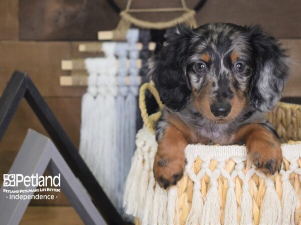 Dachshund DOG Male Black and Tan Dapple 4051 Petland Independence, Missouri