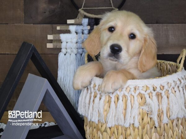 Golden Retriever DOG Male Golden 4050 Petland Independence, Missouri