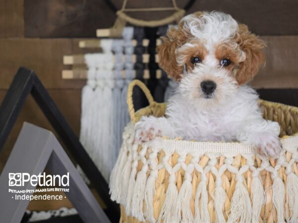 Toy Poodle-DOG-Male-Apricot Parti-4045-Petland Independence, Missouri