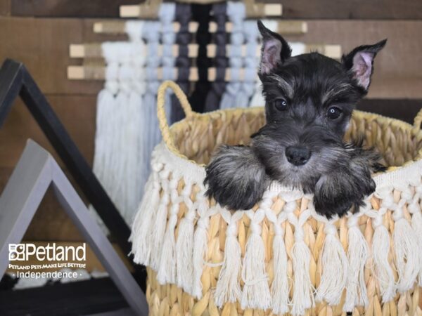 Miniature Schnauzer DOG Female Salt and Pepper 4044 Petland Independence, Missouri