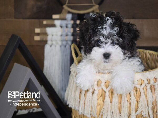 Havanese DOG Female Black and White Parti 4043 Petland Independence, Missouri