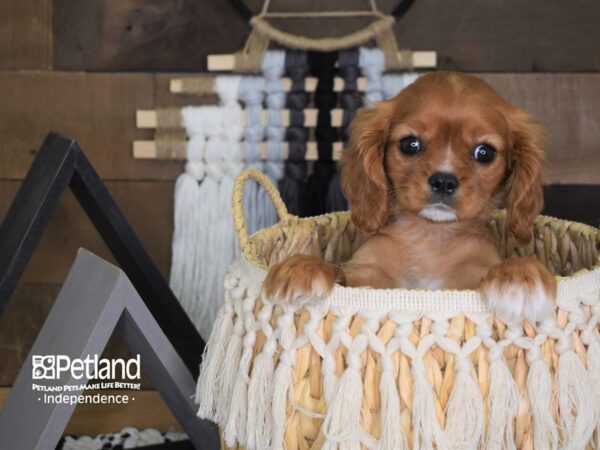 Cavalier King Charles Spaniel-DOG-Female-Ruby-4042-Petland Independence & Lee's Summit, MO