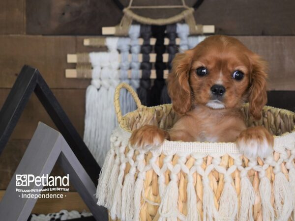 Cavalier King Charles Spaniel DOG Female Ruby 4042 Petland Independence, Missouri