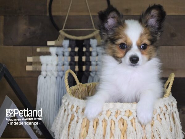 Papillon DOG Male White and Sable 4047 Petland Independence, Missouri