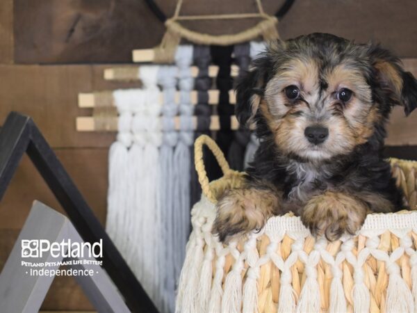 Yorkiepoo DOG Female Black and Tan 4057 Petland Independence, Missouri