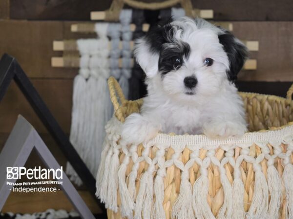 Malti-Poo-DOG-Female-Black and White-4054-Petland Independence & Lee's Summit, MO