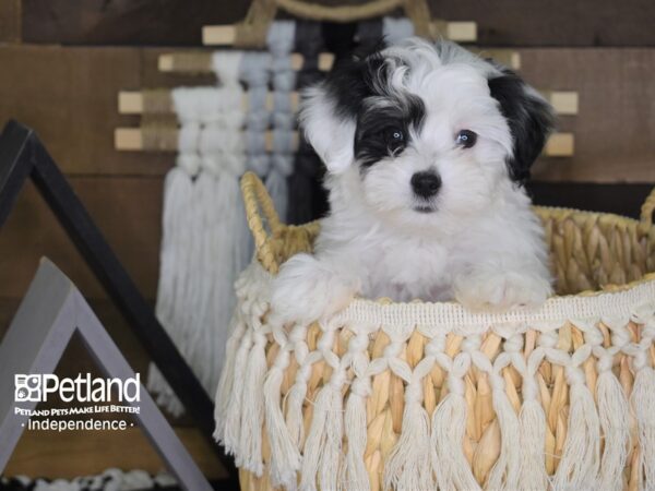 Malti-Poo DOG Female Black and White 4054 Petland Independence, Missouri