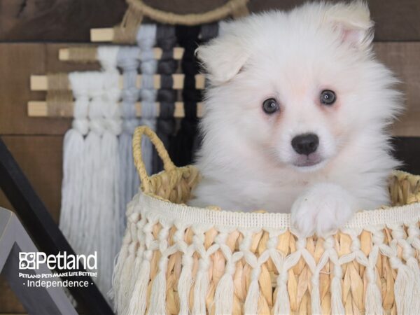 American Eskimo DOG Female White 4052 Petland Independence, Missouri