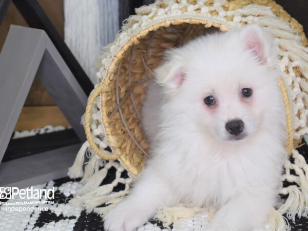 American Eskimo DOG Female White 4048 Petland Independence, Missouri